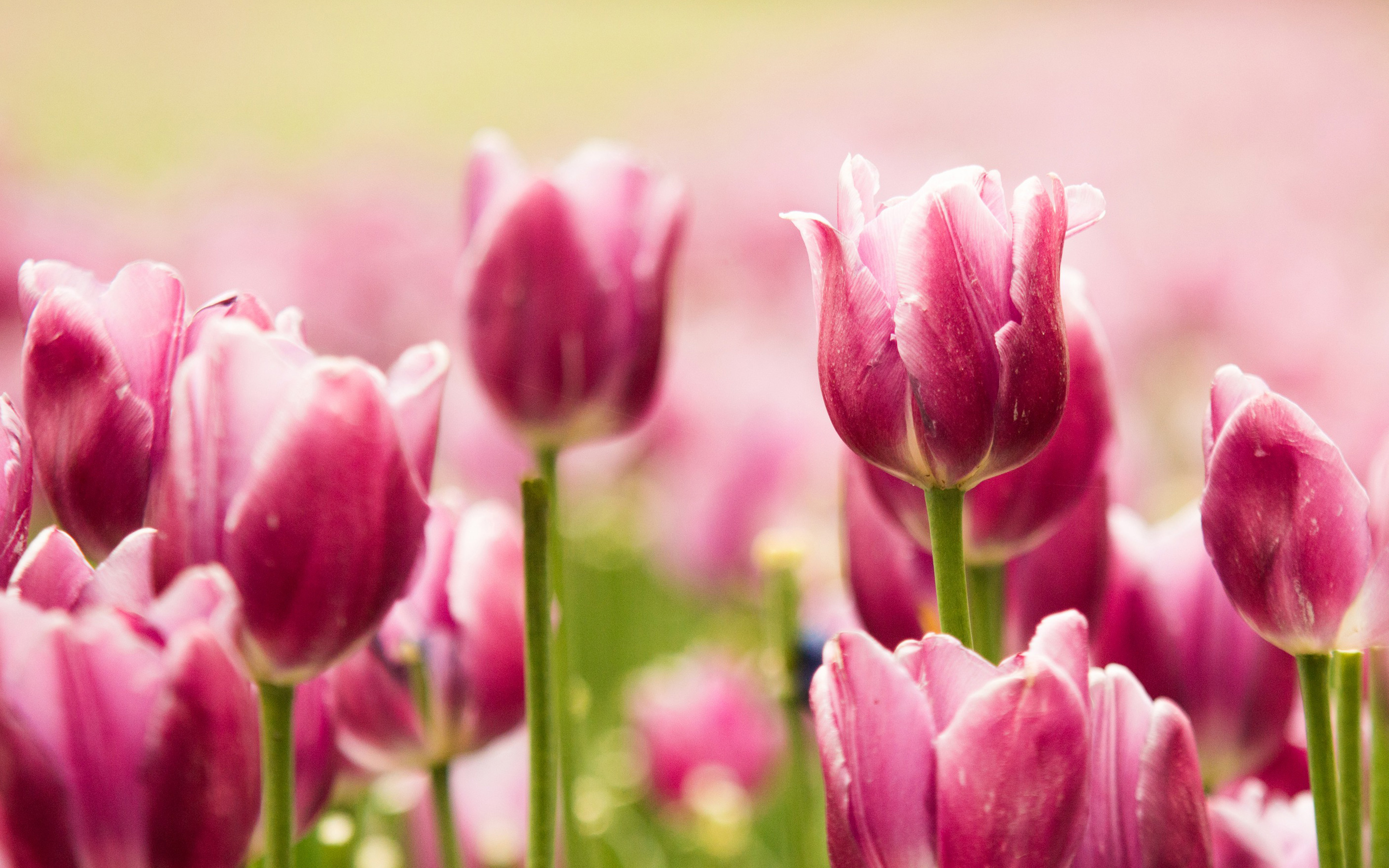 Beautiful Pink Tulips3553610123